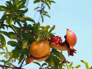 石榴树,石榴,柿子,蒙自石榴,石榴园,Sumphoneo Tou Kore