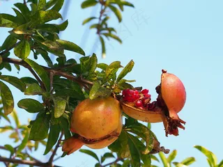 石榴树,石榴,柿子,蒙自石榴,石榴园,Sumphoneo Tou Kore