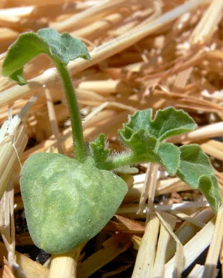 葫芦科,盆栽植物,多肉植物,缅甸翠玉,建筑,西瓜苗