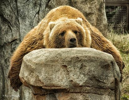 棕熊,NBA,工艺品,卡通动漫人物,石头,困头