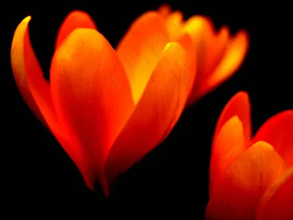 flower_14 flower_14