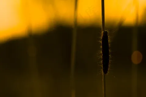 毛虫 毛虫