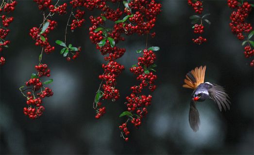 文字图片,图画,工艺品,花卉,红果子,＃823黄鸲朱帘