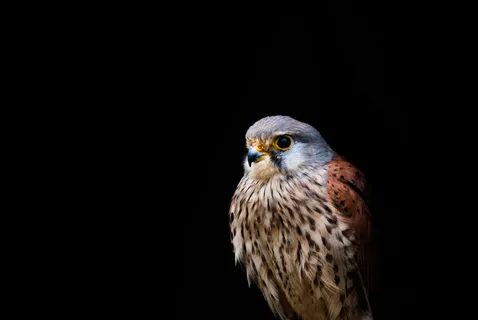 红隼,灰背隼,食雀鹰,矛隼,条纹鹰,Fauconcrécerelle 红隼,灰背隼,食雀鹰,矛隼,条纹鹰,Fauconcrécerelle