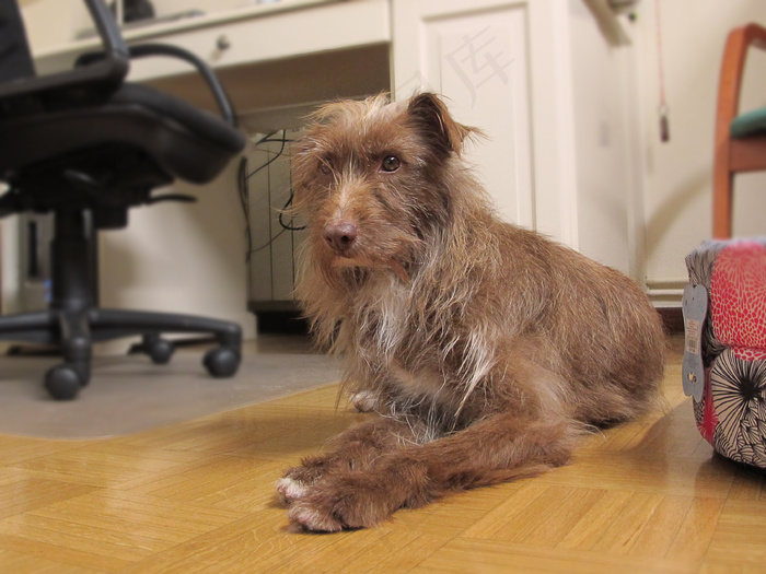 狗,小狗,澳大利亚梗,凯恩梗,猫,格雷塔