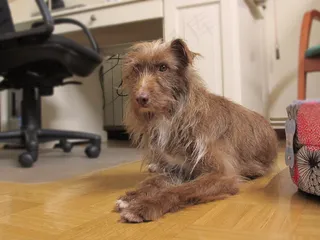 狗,小狗,澳大利亚梗,凯恩梗,猫,格雷塔