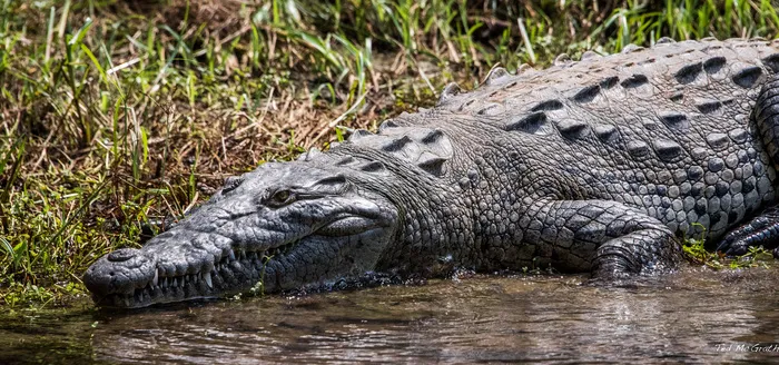 短吻鳄,美洲鳄,沼泽鳄,扬子鳄,飞蜥科,2015年-墨西哥-Canon del Sumidero-Bite Me