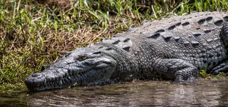 短吻鳄,美洲鳄,沼泽鳄,扬子鳄,飞蜥科,2015年-墨西哥-Canon del Sumidero-Bite Me