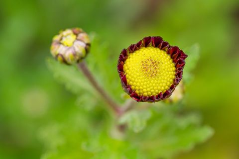 菊科,手链,花卉,瓢虫,星期三怪异宏2
