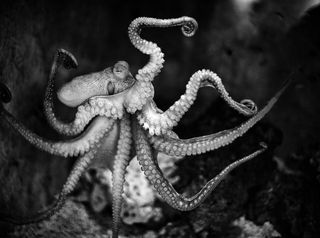 章鱼,海蛇尾,沙蚕,恐龙骨格,多毛动物,章鱼