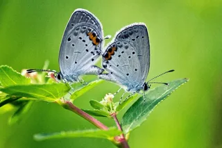 蓝灰蝶,虫子,灰蝶,鸟类,小情人