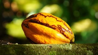 可可豆,长寿果,碧根果,杨桃,香榧子,野巧克力