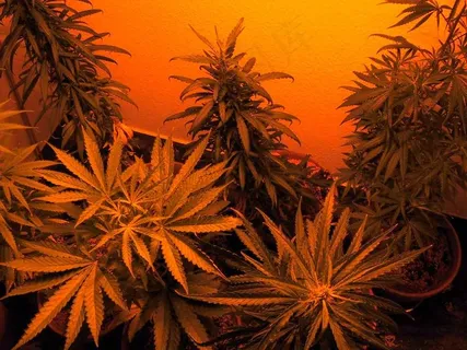 邪恶的杂草 邪恶的杂草