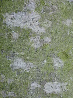 砖石材,板材,隔热砖,草地,漆,山毛榉树皮