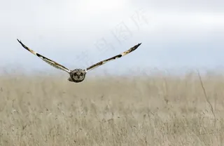 鹞,白尾鹞,大鵟,项链,吊坠,短耳wl