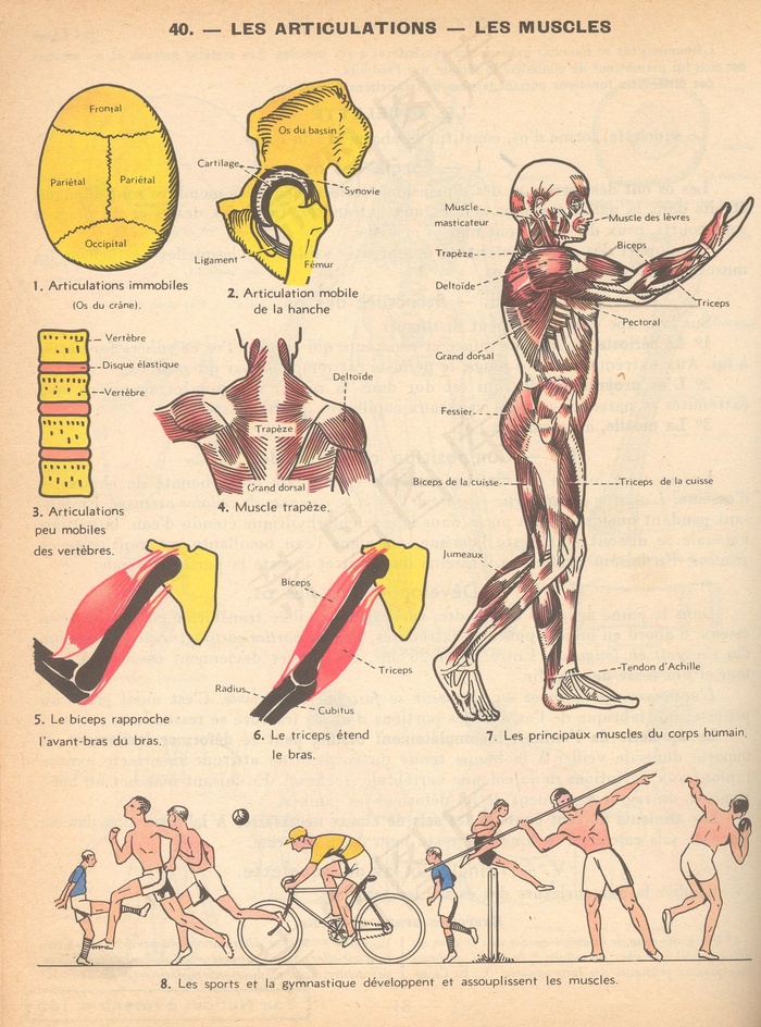 ,,经络图,壁画,科学应用程序p40