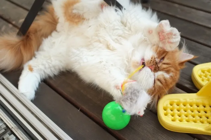 猫锅！