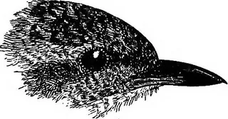 卡通动漫人物,图画,潜鸟,金点魟,北极潜鸟,图片来自“ Birds ..”（2802年）第280页