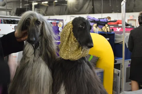 阿富汗猎犬32-GCH-Exlysta白羊座Ciel Noir 02金帽子 阿富汗猎犬32-GCH-Exlysta白羊座Ciel Noir 02金帽子