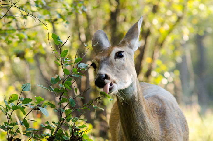 哺乳动物,花卉,白尾鹿,鸟类,香獐,雌性白尾鹿（Odocoileus virginianus）