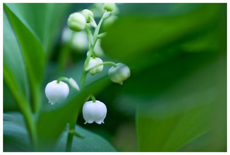 隐藏在树叶下的山谷百合在五月重生