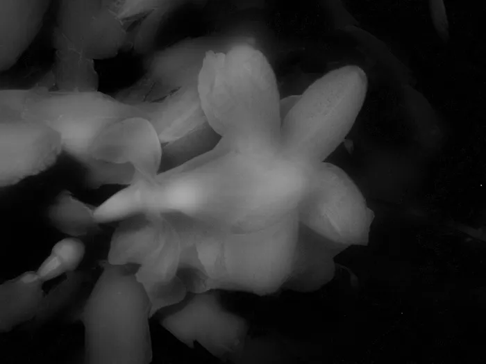 花卉,手,工艺品,蘑菇,小狗,鬼花