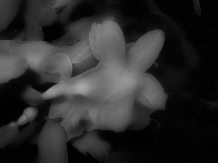 花卉,手,工艺品,蘑菇,小狗,鬼花