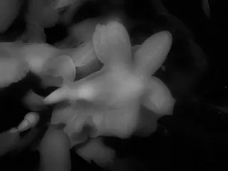 花卉,手,工艺品,蘑菇,小狗,鬼花