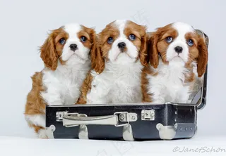 准备去他们的新家旅行;）