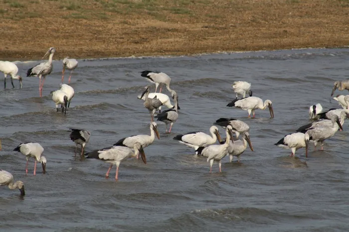 白鹤,黑颈鹤,白鹳,黑脸琵鹭,琵鹭,水生鸟类