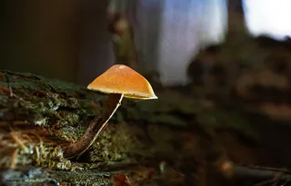 蘑菇,冬菇,蘑菇/菌类,牛肝菌,死亡天使蘑菇,十一月增长