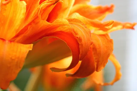 萱草花,金针花,花卉,君子兰花,金针,花瓣2 萱草花,金针花,花卉,君子兰花,金针,花瓣2