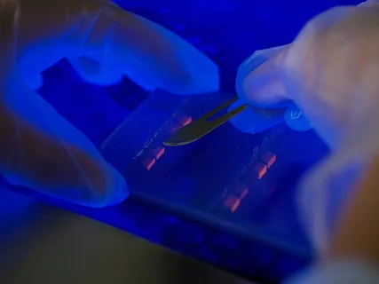 卡通动漫人物,椅子,玩具,花卉,包装袋/盒,DNA条带