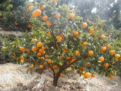 有田みかんを箱买い