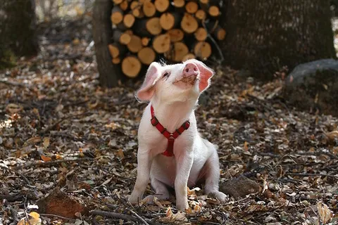 红宝石坐在漂亮