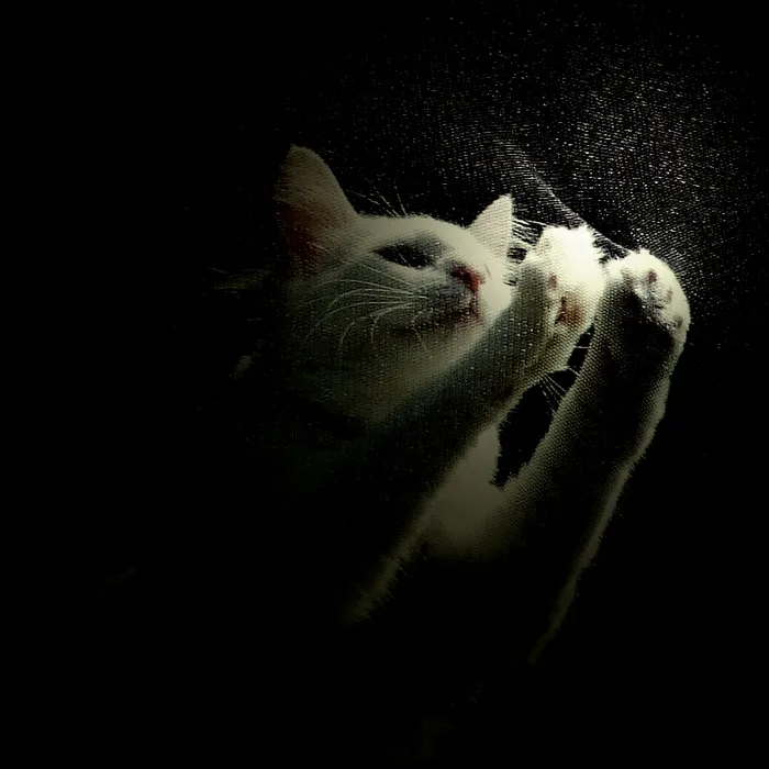 鸟类,猫,小狗,黑色桌面,懒猫,抓住他们