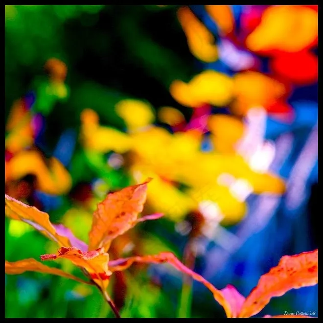 枫叶,枫叶槭,山峦,枫树,红枫叶,Carnaval au jardin ... !!!