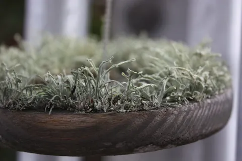 在风铃拍板上生长的东西 在风铃拍板上生长的东西