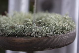 在风铃拍板上生长的东西