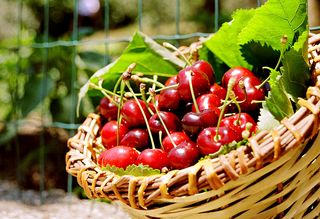 樱桃,车厘子,大樱桃,花卉,红辣椒,住在country_5