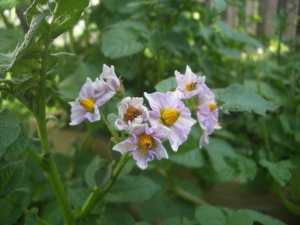 花卉,北美刺龙葵,扁竹兰,沙养水仙,珠芽蓼,马铃薯花