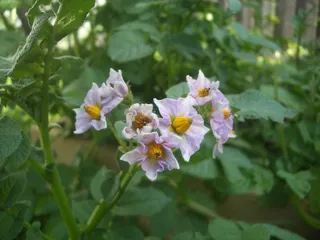 花卉,北美刺龙葵,扁竹兰,沙养水仙,珠芽蓼,马铃薯花