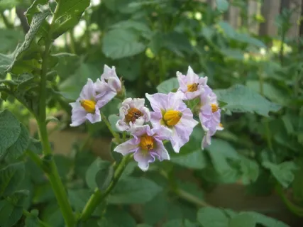 花卉,北美刺龙葵,扁竹兰,沙养水仙,珠芽蓼,马铃薯花 花卉,北美刺龙葵,扁竹兰,沙养水仙,珠芽蓼,马铃薯花