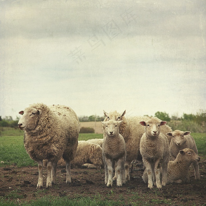 美利奴羊,工艺品,东北细毛羊,风景,佛像,家庭