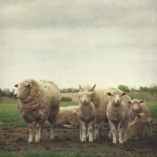 美利奴羊,工艺品,东北细毛羊,风景,佛像,家庭