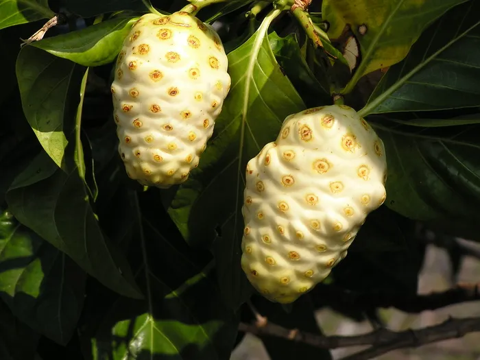 诺丽果,花卉,红球姜,释迦果,草莓,诺丽果