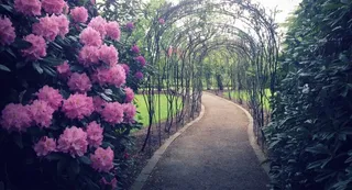 植物,花卉,树,紫薇树,薰衣草,五月在*大楼花园