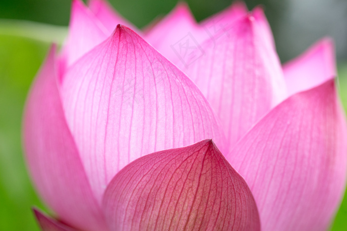 莲花