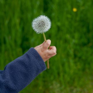 花卉,蒲公英图片,薄公英,手,蒲公英,登帝狮