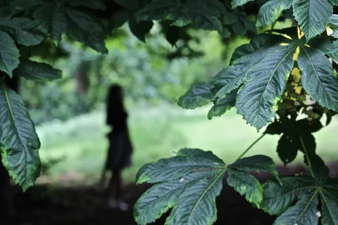 若虫 若虫